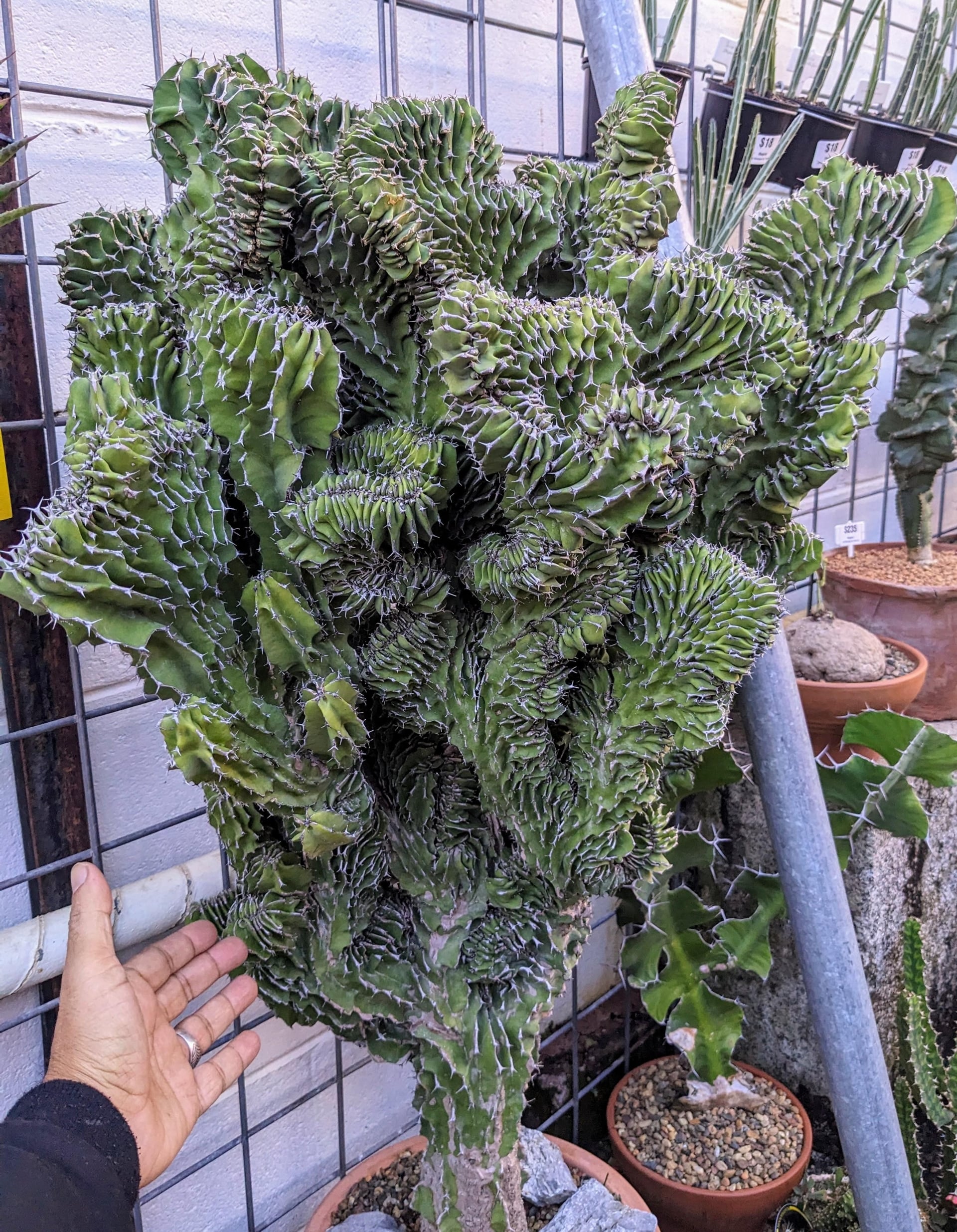 Cây cảnh sẽ rụng lá và ngủ đông. Ảnh minh họa SH