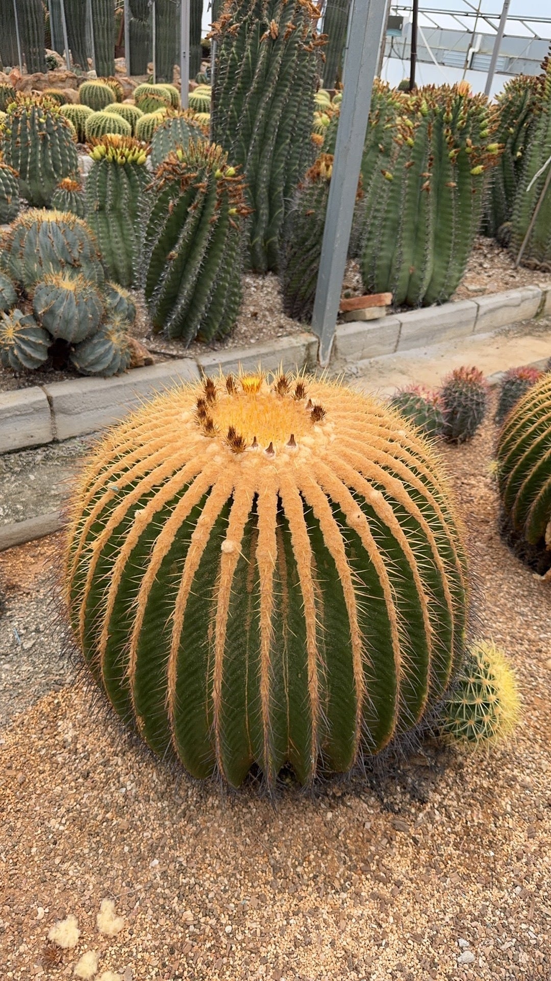 Nhưng khi lớn lên, cây cảnh xương rồng kim hổ là một gã khổng lồ. Ảnh minh họa SH