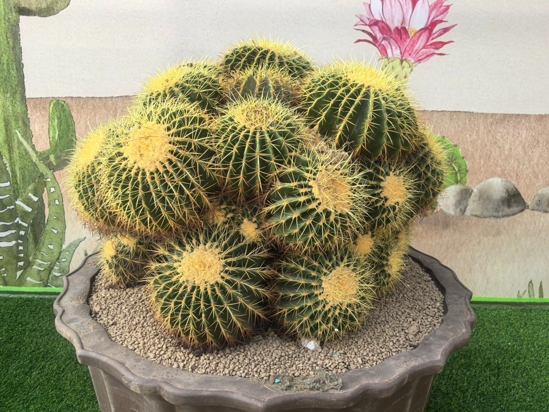 Cây cảnh ưa nắng. Ảnh minh họa SH