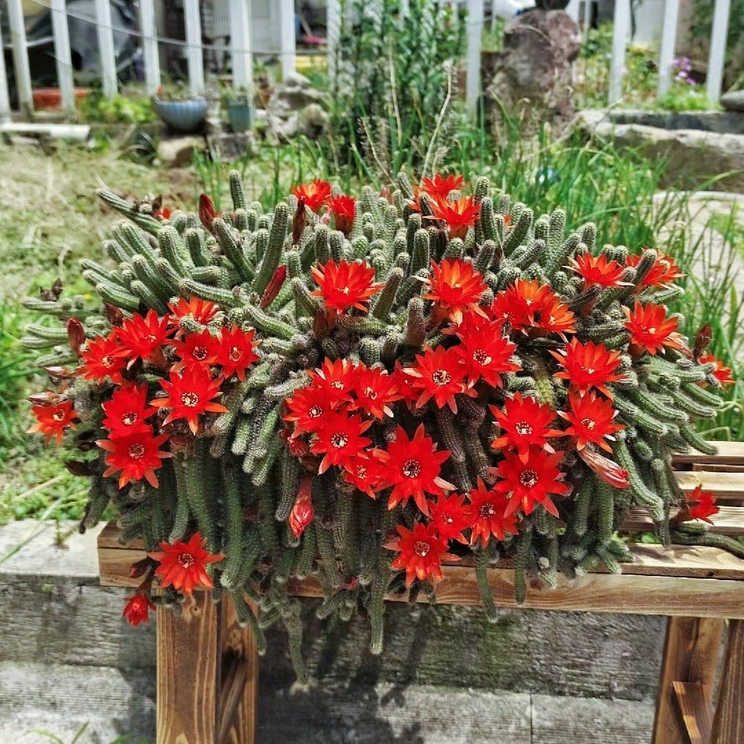 Nhiều người sẽ không thể chấp nhận 1 cây cảnh quái thú như vậy trong nhà mình. Ảnh minh họa SH