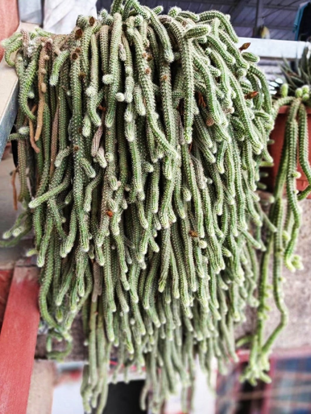 Trong phong thủy, cây cảnh này có thể ngăn chặn kẻ xấu và xua đuổi vận rủi. Ảnh minh họa SH