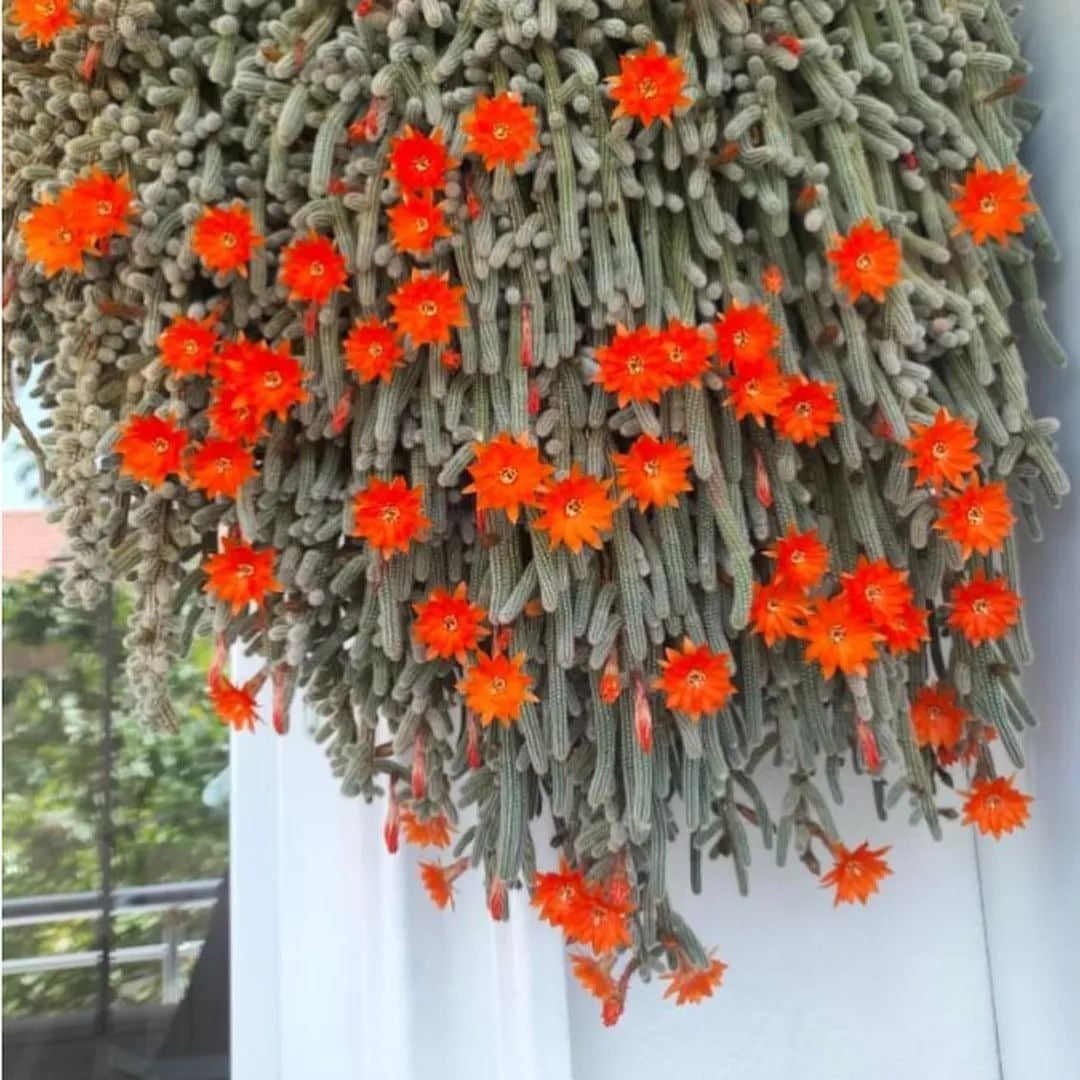 Cây cảnh không cần bón phân thường xuyên. Ảnh minh họa SH