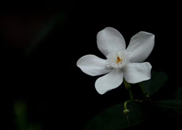 Theo quan niệm tử vi, những người sinh vào giờ Dậu Âm lịch thường có vận mệnh tích lũy tài lộc tốt - Ảnh minh họa.