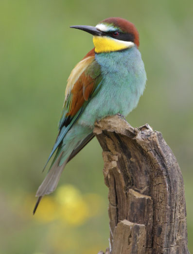 Người sinh ngày mùng 9 Âm lịch thường không thành công quá sớm, nhưng càng về trung niên càng ổn định và vững vàng - Ảnh minh họa.