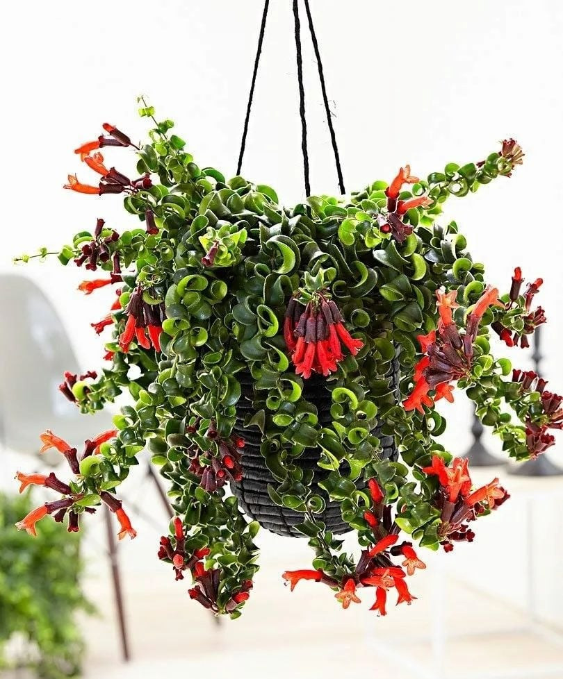 Đừng trồng trầu bà, 4 cây cảnh dây leo này đẹp mắt, dễ chăm sóc, còn kích hoạt tài lộc, thu hút may mắn - 1