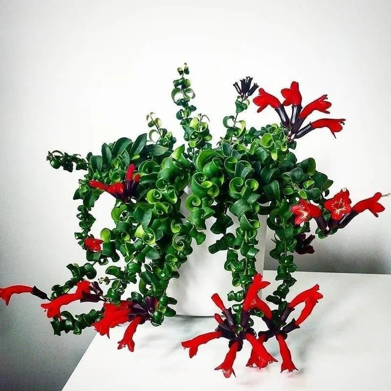 Đừng trồng trầu bà, 4 cây cảnh dây leo này đẹp mắt, dễ chăm sóc, còn kích hoạt tài lộc, thu hút may mắn - 2