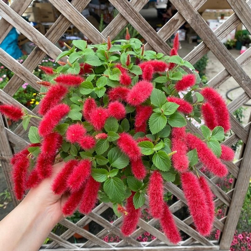 Đừng trồng trầu bà, 4 cây cảnh dây leo này đẹp mắt, dễ chăm sóc, còn kích hoạt tài lộc, thu hút may mắn - 3