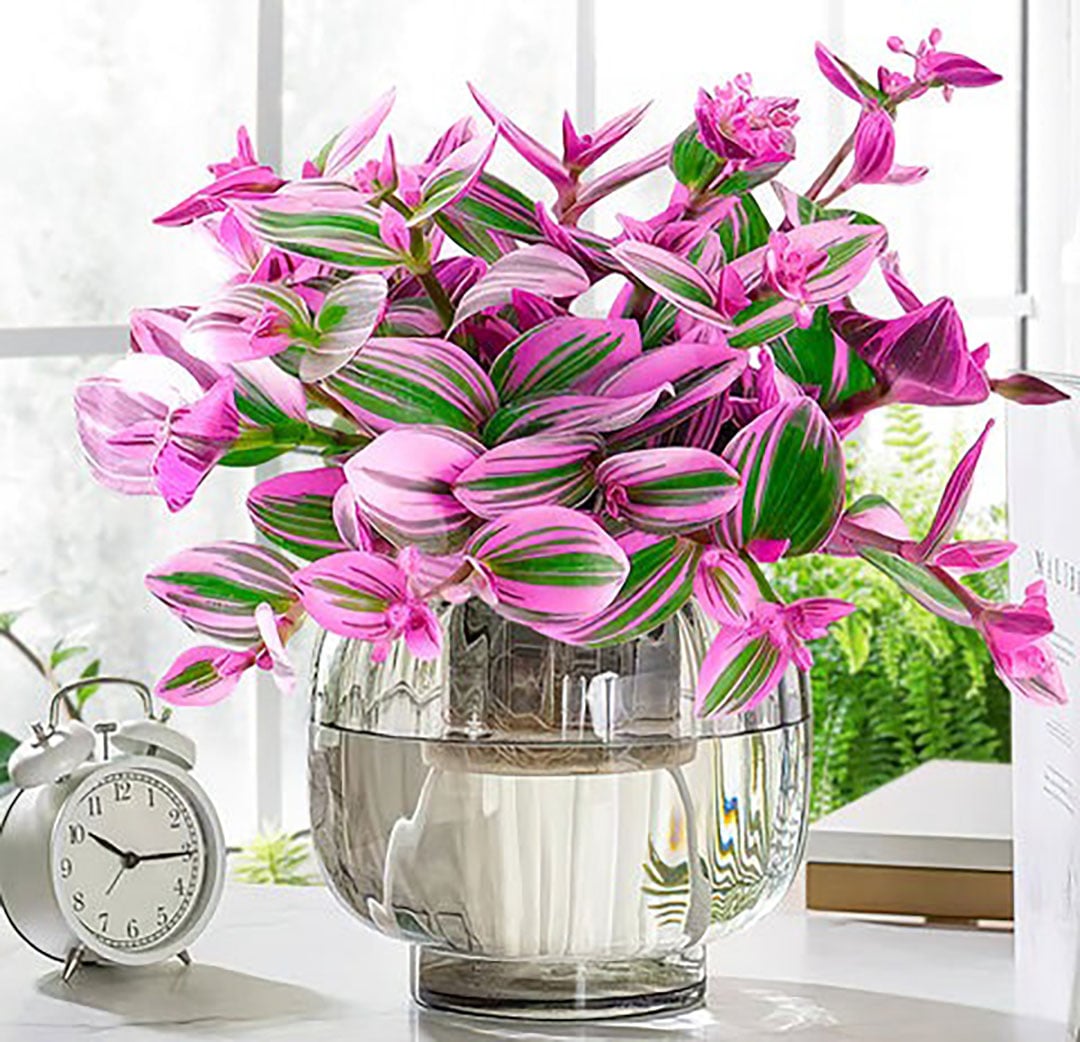 Đừng trồng trầu bà, 4 cây cảnh dây leo này đẹp mắt, dễ chăm sóc, còn kích hoạt tài lộc, thu hút may mắn - 6