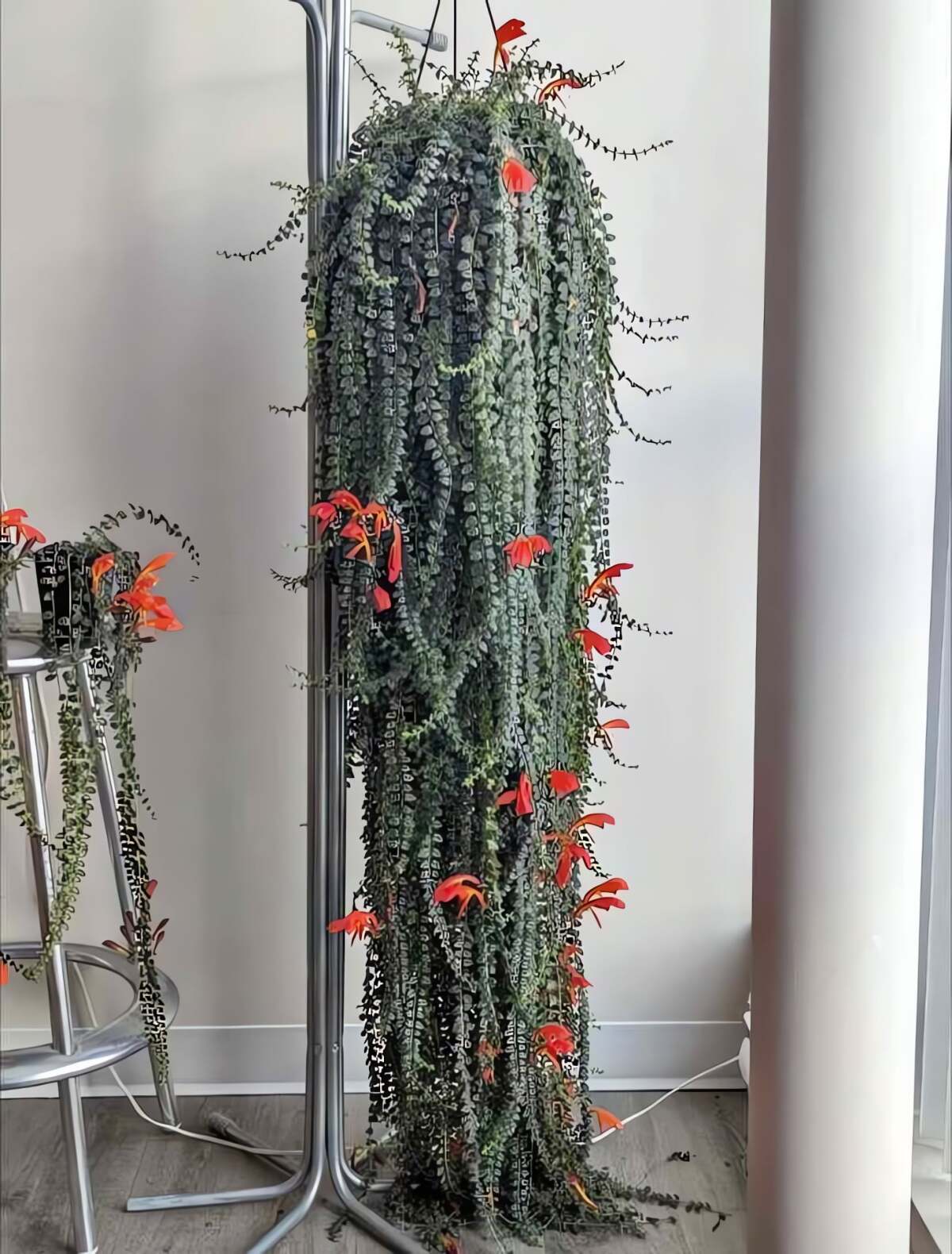 Đừng trồng trầu bà, 4 cây cảnh dây leo này đẹp mắt, dễ chăm sóc, còn kích hoạt tài lộc, thu hút may mắn - 7