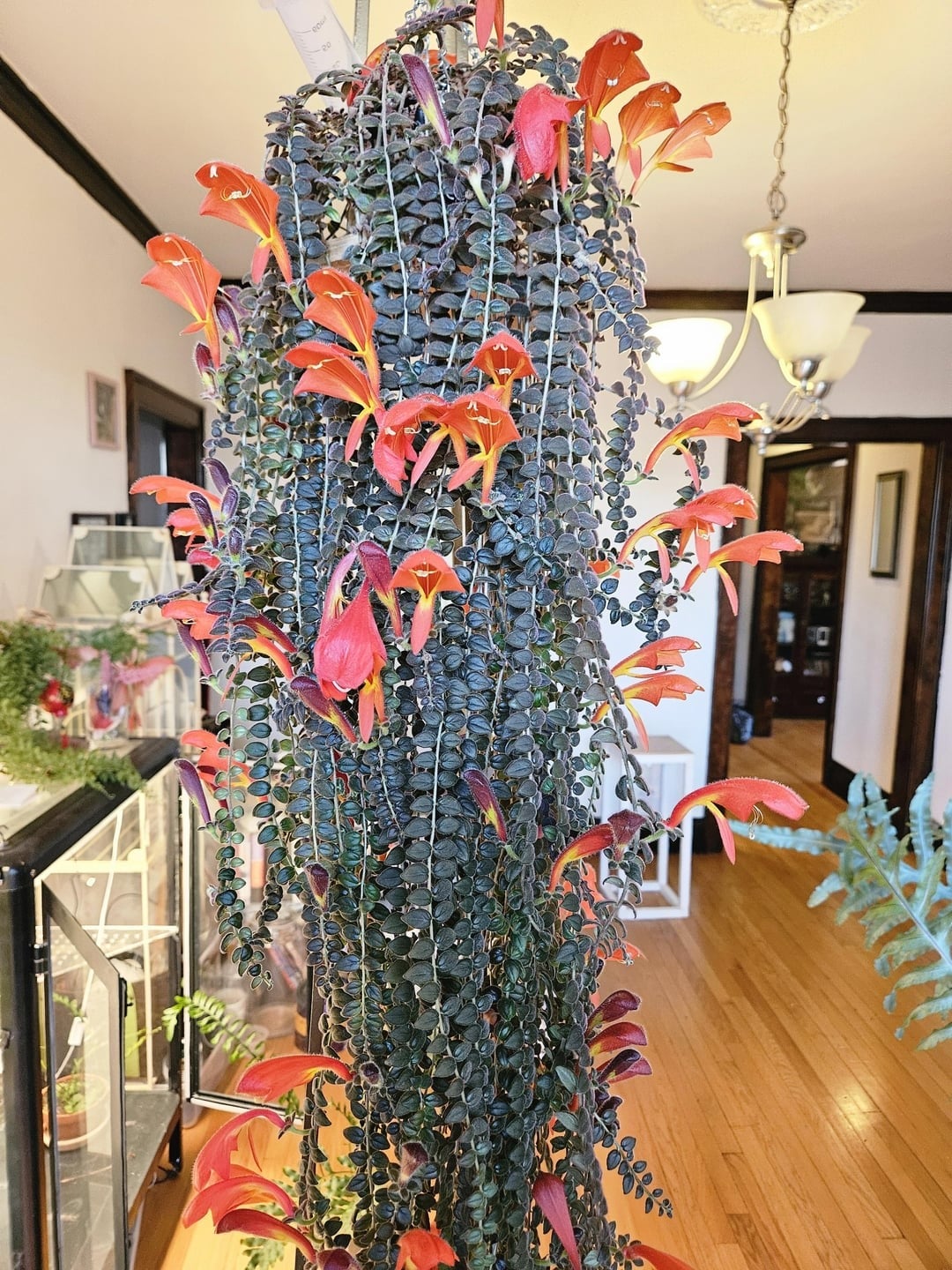 Đừng trồng trầu bà, 4 cây cảnh dây leo này đẹp mắt, dễ chăm sóc, còn kích hoạt tài lộc, thu hút may mắn - 9