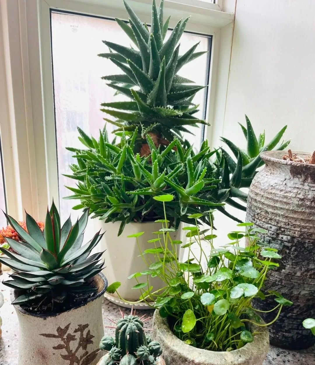 Cây cảnh nha đam tuy phổ biến nhưng lại vô cùng đặc biệt.