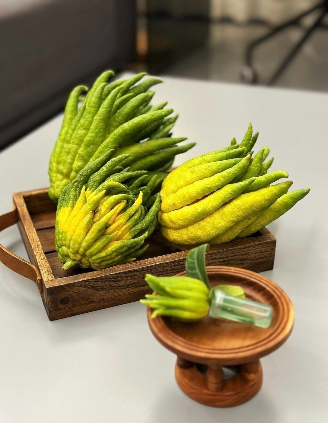 Cây cảnh cần được tiếp xúc với ánh nắng mặt trời ít nhất 3-4 tiếng mỗi ngày. Nếu không đủ ánh nắng, cây sẽ khó ra quả, và nếu có ra quả thì quả cũng dễ rụng.