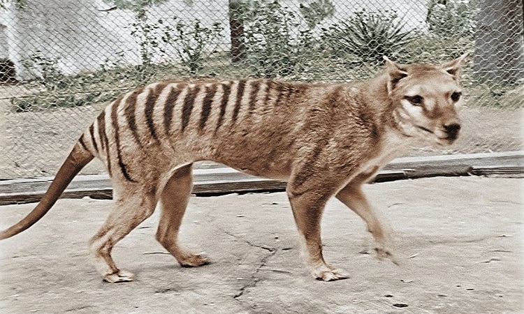 Con hổ Tasmania nuôi nhốt cuối cùng chết vào năm 1936. Ảnh: Phys.org