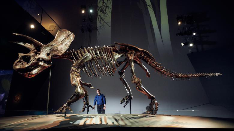 Hóa thạch khủng long ba sừng Horridus. Ảnh: Museums Victoria