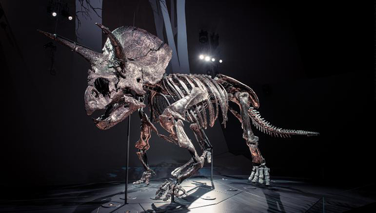 Bộ xương của Horridus hoàn chỉnh gần 85%. Ảnh: Museums Victoria