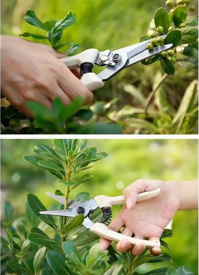 Mạnh tay cắt tỉa để cây cảnh của bạn khỏe mạnh, nảy mầm xanh tươi, ra hoa rực rỡ - 3