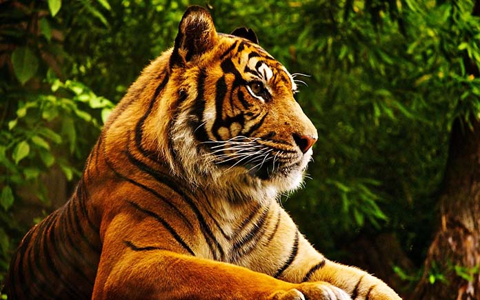 Hình tượng con hổ trong văn hóa – Wikipedia tiếng Việt