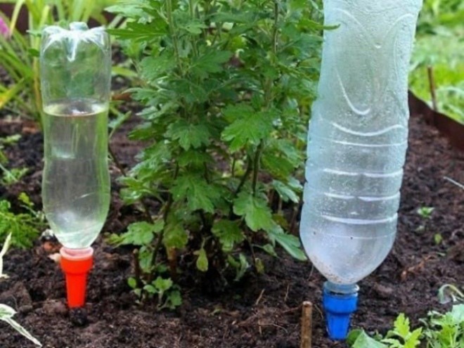 Tại sao tưới hoa nên tưới nước mưa, biết lý do bạn sẽ lấy thau ra hứng nước liền - 2