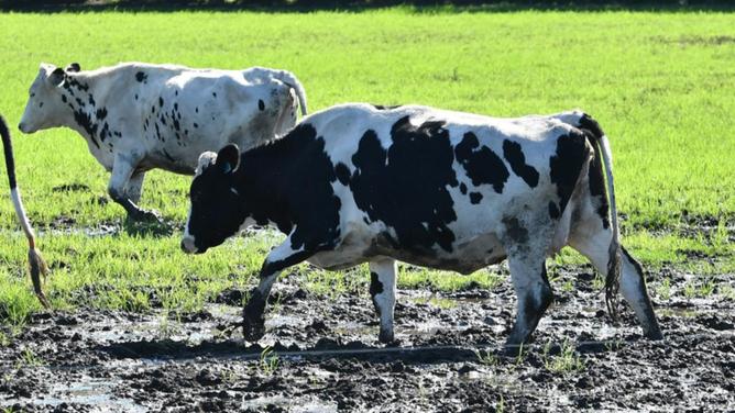 The 65 year old man died after falling while loading cattle in Victoria's north-east. (Dean Lewins/AAP PHOTOS)