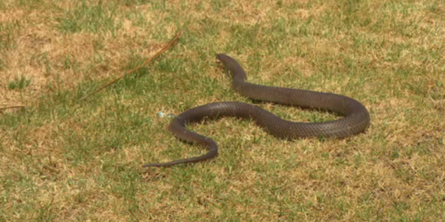 Melbourne dog owners are being urged to watch out for snakes in the wake of recent floods.