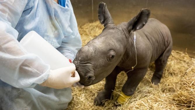 A southern white rhino calf has been born at the Werribee Open Range Zoo in Victoria. (PR HANDOUT IMAGE PHOTO)