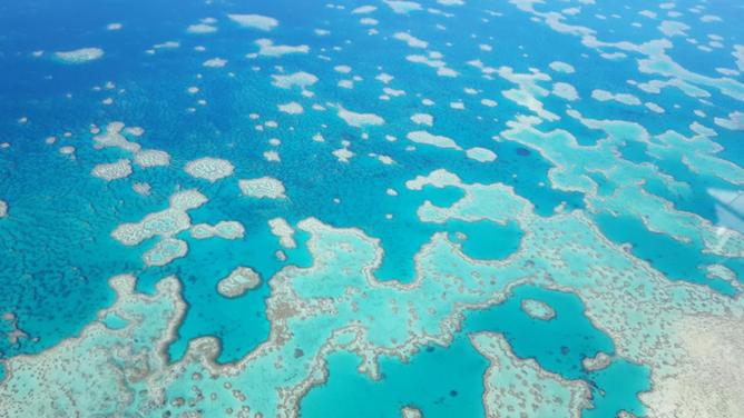 Scientists have collated data from three long-running Australian reef monitoring programs. (Alison Godfrey/AAP PHOTOS)