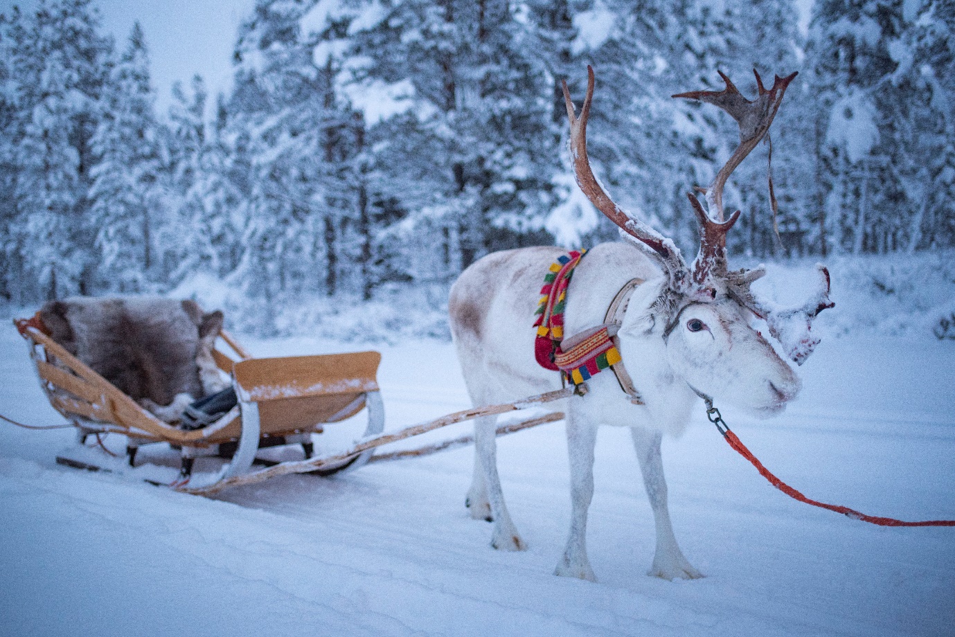 Rovaniemi Phần Lan - Xứ sở tuyết diệu kỳ giữa lòng Bắc Cực - Ảnh 5.