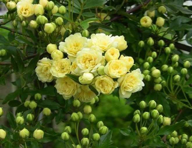 Loại hoa này sắc nước hương trời, được mệnh danh là “hoa thơm bậc nhất thế giới”, trồng trong sân mang đến sự bình an - 1