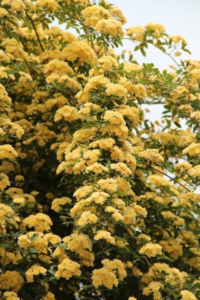 Loại hoa này sắc nước hương trời, được mệnh danh là “hoa thơm bậc nhất thế giới”, trồng trong sân mang đến sự bình an - 3