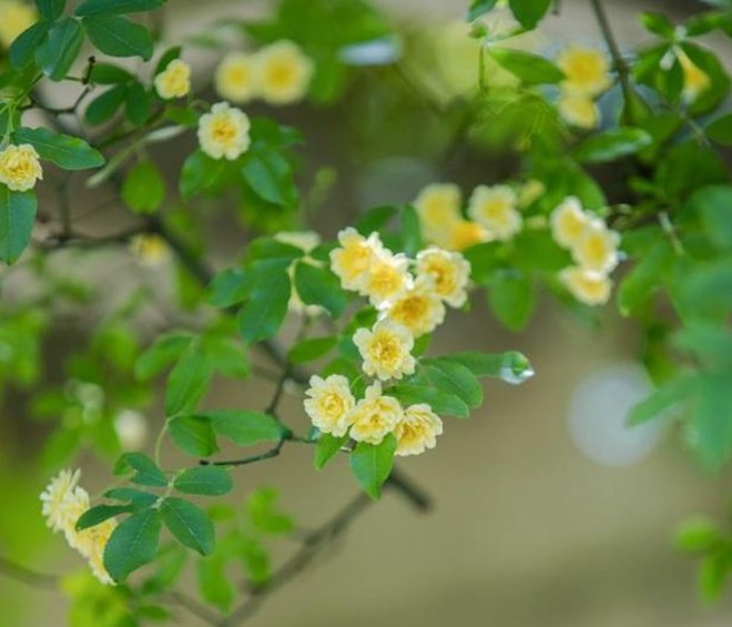 Loại hoa này sắc nước hương trời, được mệnh danh là “hoa thơm bậc nhất thế giới”, trồng trong sân mang đến sự bình an - 4