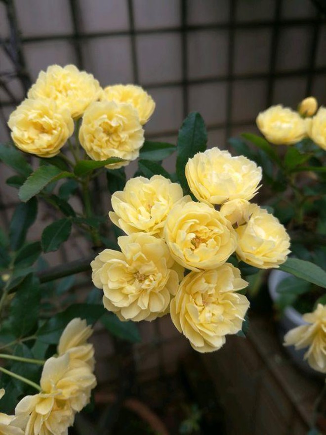 Loại hoa này sắc nước hương trời, được mệnh danh là “hoa thơm bậc nhất thế giới”, trồng trong sân mang đến sự bình an - 5