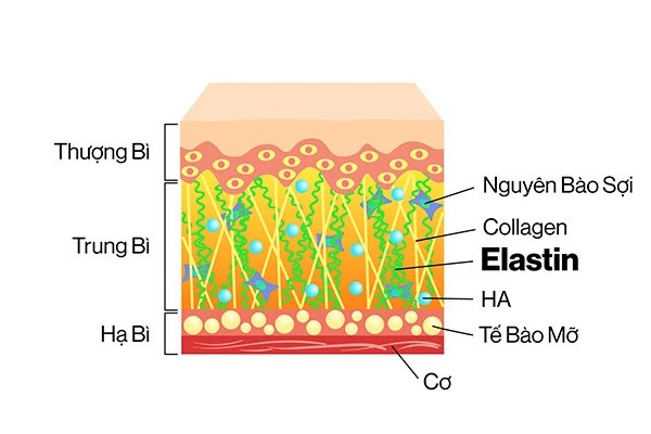 Elastin và Collagen là 2 loại protein rất quan trọng đối với làn da, bị suy yếu và giảm số lượng dần theo thời gian.
