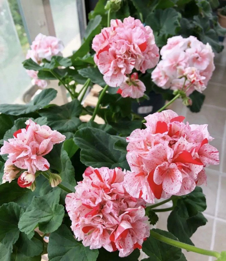 Trồng 6 loại hoa này trong nhà không tốt, đừng để vẻ đẹp của nó mê hoặc - 2
