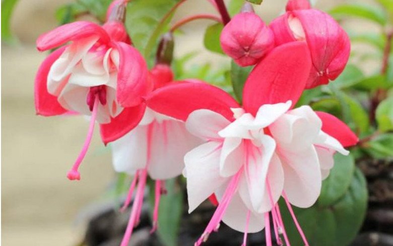 Trồng 6 loại hoa này trong nhà không tốt, đừng để vẻ đẹp của nó mê hoặc - 4