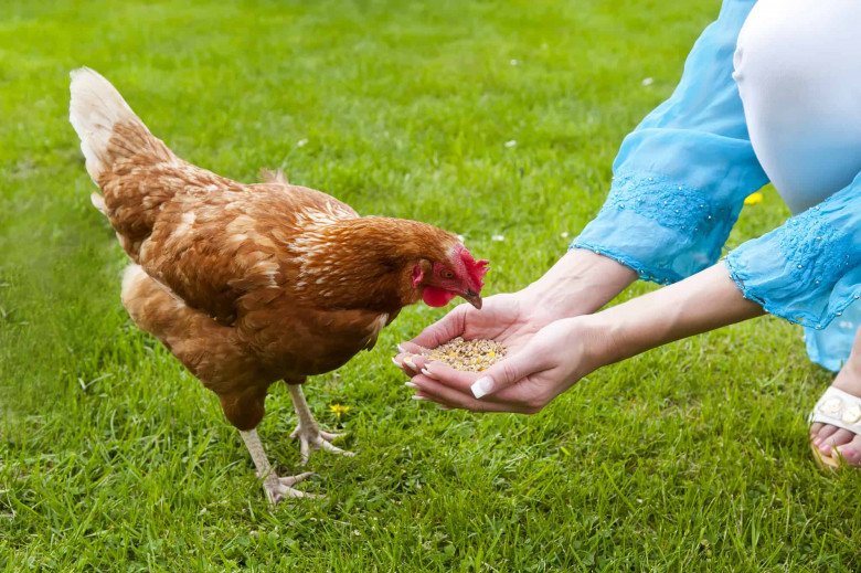 Gà lớn nhanh hay chậm chủ yếu do giống gà, không hẳn vì được tiêm hormone. (Ảnh minh họa)