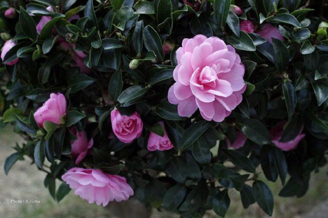 Loài hoa phú quý này được mệnh danh là nữ hoàng sắc đẹp, nay bị đưa vào amp;#34;danh sách đenamp;#34; vì 4 lý do - 1