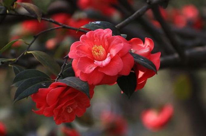 Loài hoa phú quý này được mệnh danh là nữ hoàng sắc đẹp, nay bị đưa vào amp;#34;danh sách đenamp;#34; vì 4 lý do - 2