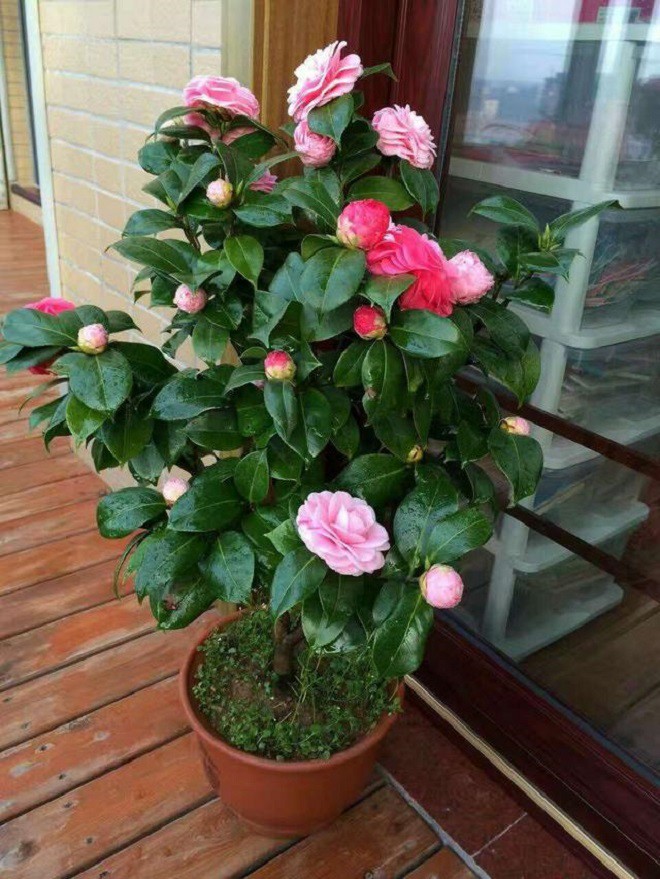 Loài hoa phú quý này được mệnh danh là nữ hoàng sắc đẹp, nay bị đưa vào amp;#34;danh sách đenamp;#34; vì 4 lý do - 3