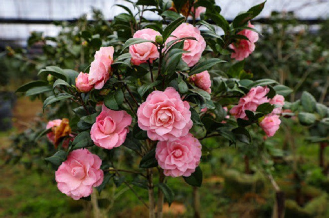 Loài hoa phú quý này được mệnh danh là nữ hoàng sắc đẹp, nay bị đưa vào amp;#34;danh sách đenamp;#34; vì 4 lý do - 4