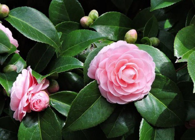 Loài hoa phú quý này được mệnh danh là nữ hoàng sắc đẹp, nay bị đưa vào amp;#34;danh sách đenamp;#34; vì 4 lý do - 5