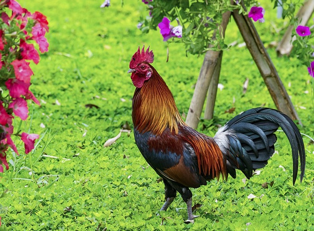 Tử vi cuối tuần: 3 con giáp thắng đậm, giàu hơn trúng số - Hình 3 Tu vi cuoi tuan: 3 con giap thang dam, giau hon trung so-Hinh-3