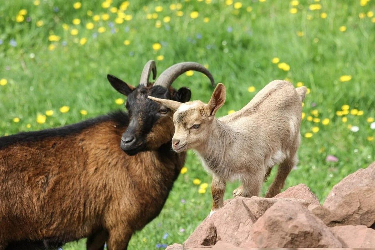 Tử vi cuối tuần: 3 con giáp thắng đậm, giàu hơn trúng số - Hình 7 Tu vi cuoi tuan: 3 con giap thang dam, giau hon trung so-Hinh-7