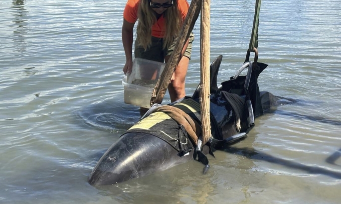 Con cá heo được nhân viên bảo tồn New Zealand thả về biển ngày 28/2. Ảnh: AP