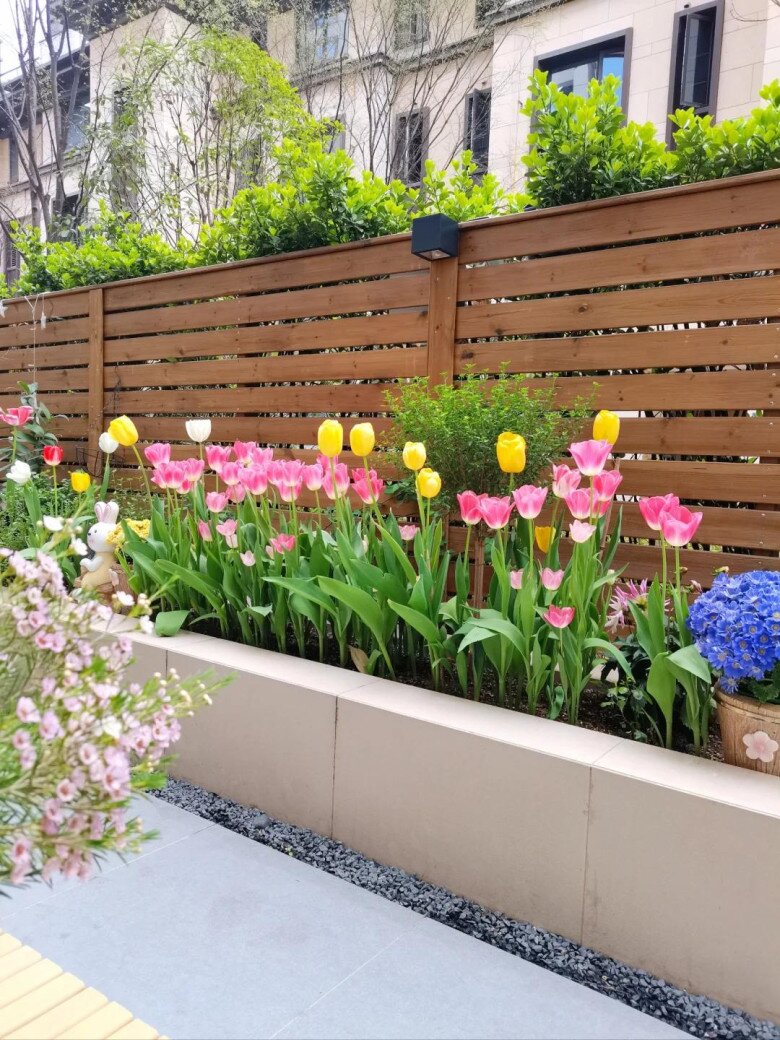 Cô gái trồng hoa tulip bên ngoài cửa sổ, kéo rèm lên cả bức tranh hiện ra, đẹp đến mê người - 7