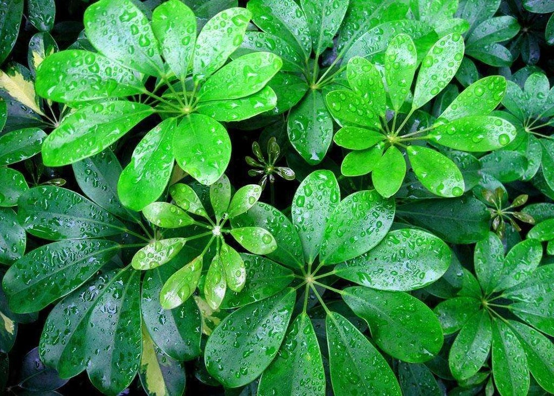 Cay canh hut loc tu phuong, tai loc do ve nuom nuop-Hinh-2