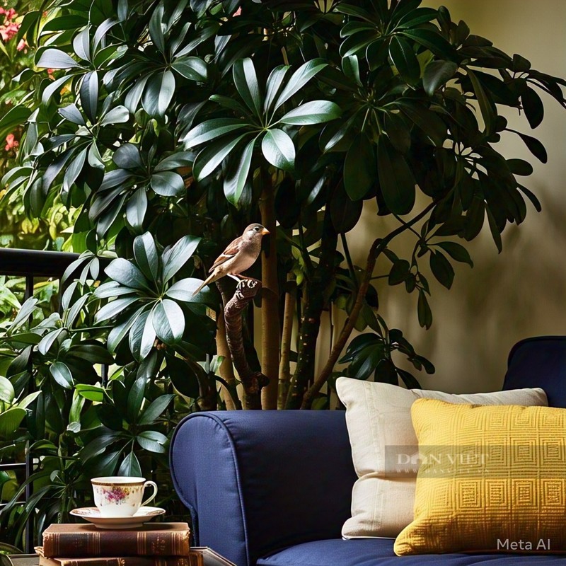 Cay canh hut loc tu phuong, tai loc do ve nuom nuop-Hinh-14