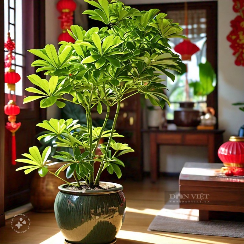 Cay canh hut loc tu phuong, tai loc do ve nuom nuop-Hinh-15