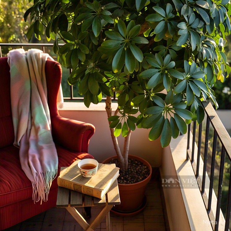 Cay canh hut loc tu phuong, tai loc do ve nuom nuop-Hinh-16