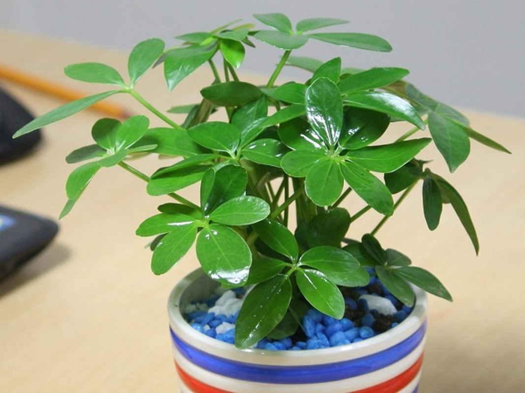 Cay canh hut loc tu phuong, tai loc do ve nuom nuop-Hinh-18