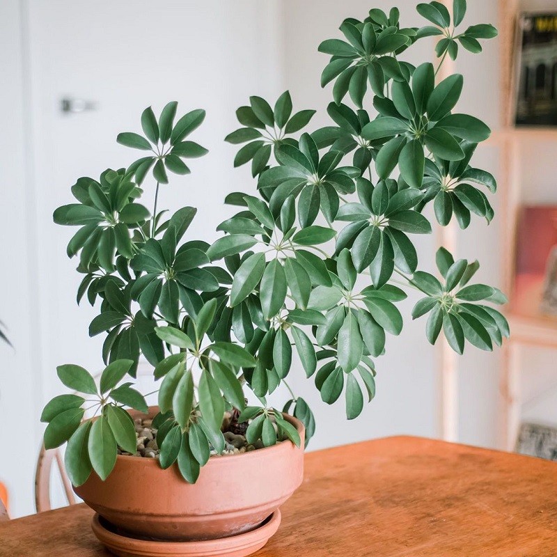 Cay canh hut loc tu phuong, tai loc do ve nuom nuop-Hinh-20